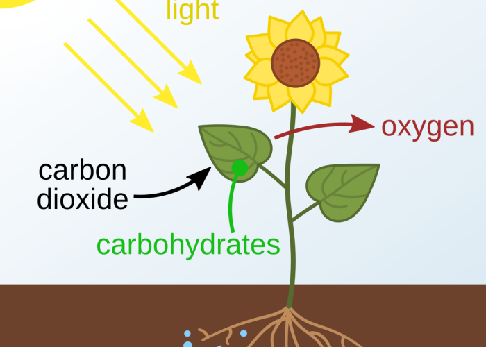 Photosynthesis_en.svg